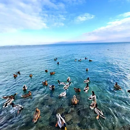 Apartment Harmonia Vendeghaz